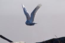 Snowy Owl